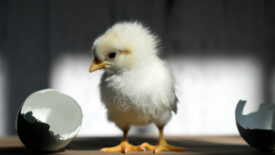 Newborn chick with the cracked shells to the side.